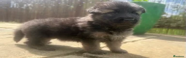 German Shepherd Puppy 3