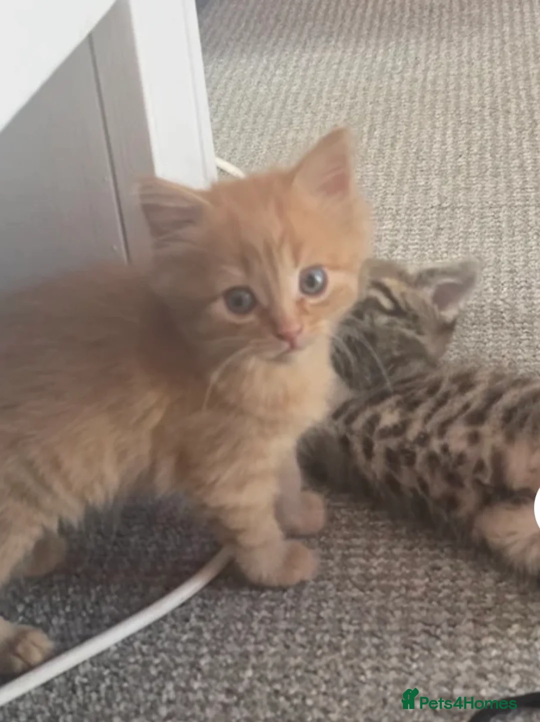 Mixed Breed cats for sale: Kittens for rehoming 1 boy 1 girl lovely colours  - Advert 1