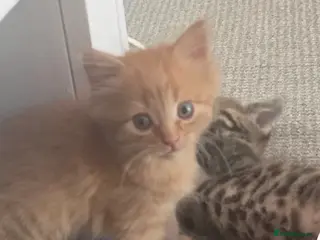 Mixed Breed cats Kittens for rehoming 1 boy 1 girl lovely colours - Advert 13