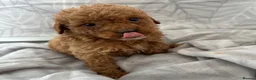 Cockapoo dogs for sale: Beautiful f1B cockapoo Boys  - Advert 8