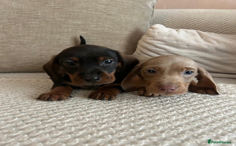 Dachshund dogs - Advert 8
