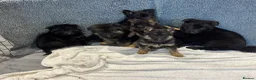 German Shepherd dogs for sale: German shepherd pups  - Advert 18
