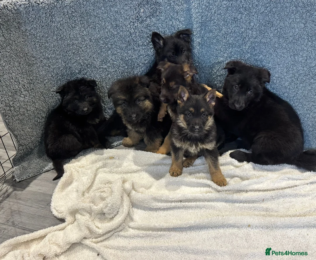 German Shepherd dogs for sale: German shepherd pups  - Advert 18