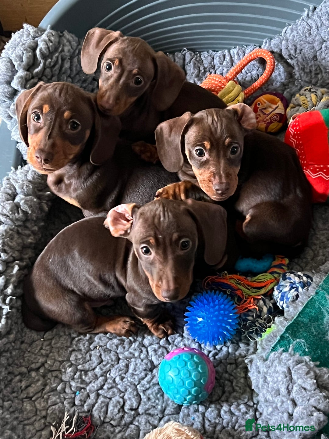 Miniature Dachshund dogs for sale: Ready Now! smooth haired mini dachshunds - Advert 9