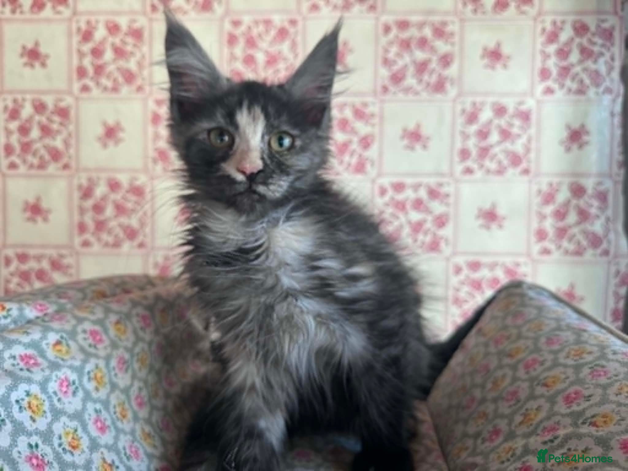 Maine Coon cats Maine coon kittens  - Advert 4