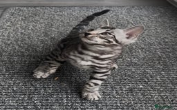 Bengal cats for sale: Breed quality silver bengal kittens 🐆💎🤍🩶🖤 - Image 2