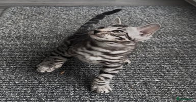 Bengal cats - Advert 2