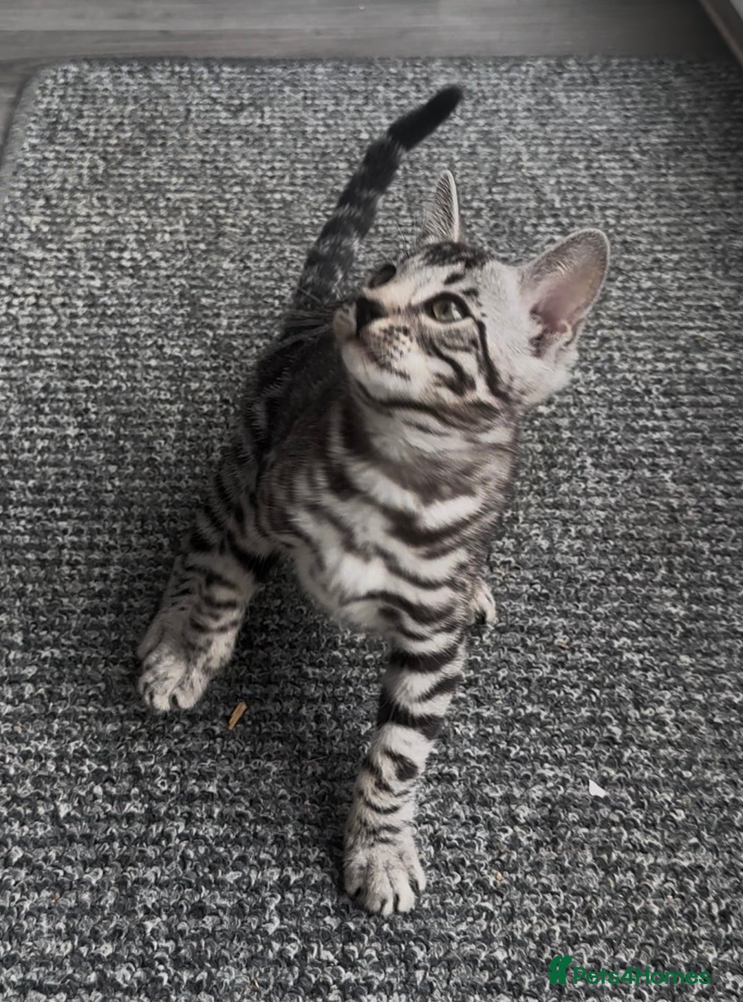 Bengal cats for sale: Breed quality silver bengal kittens 🐆💎🤍🩶🖤 - Image 2