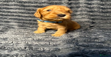 Cockapoo dogs F1 RARE VILLASPANIOL CHAMPION LINE  COCKAPOOS  - Advert 16