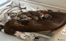 Miniature Dachshund dogs for sale: Chocolate Tan/dapple Miniature Dachsund - Image 7