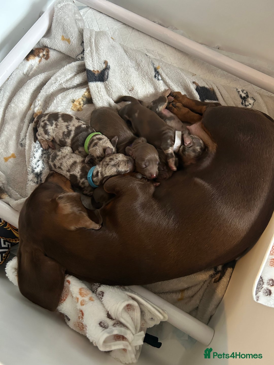 Miniature Dachshund dogs for sale: Chocolate Tan/dapple Miniature Dachsund - Image 7