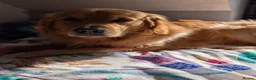 Golden Retriever dogs for sale: Stunning KC Golden Retriever Pups - Advert 3