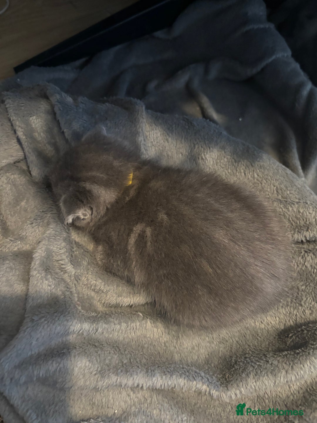 Scottish Fold cats for sale: Mother cat and Scottish fold kittens - Advert 7