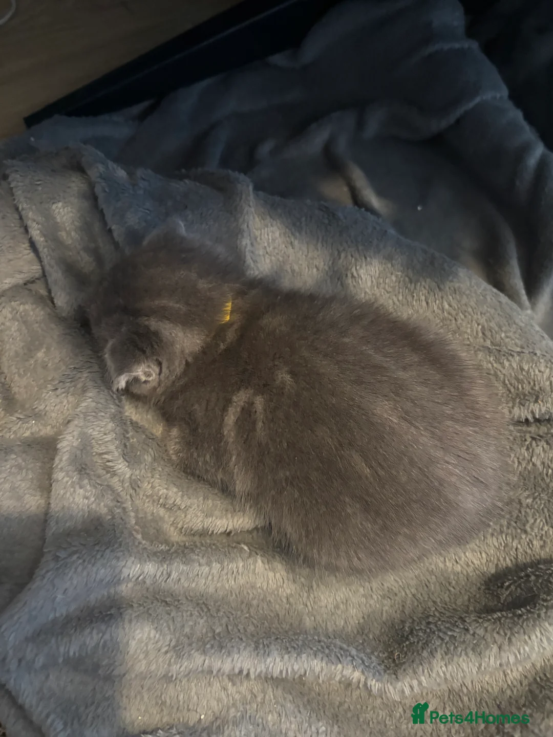 Scottish Fold cats for sale: Mother cat and Scottish fold kittens - Advert 10