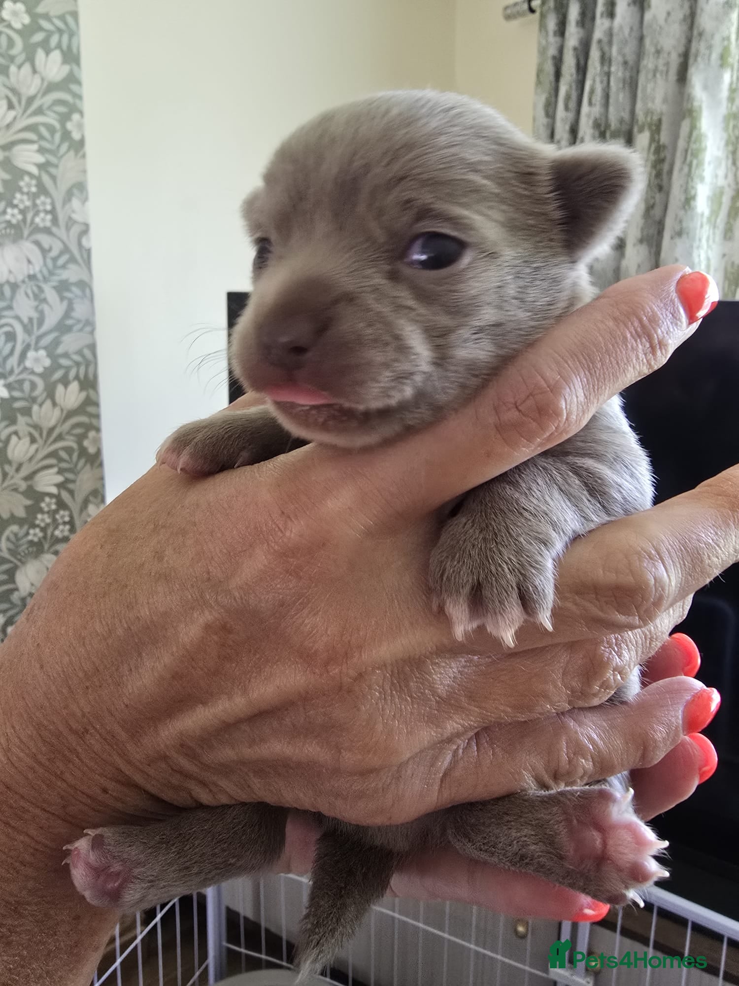Chihuahua dogs Lilac Chihuahua Puppies  - Advert 2