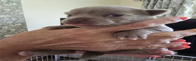 Chihuahua 1
