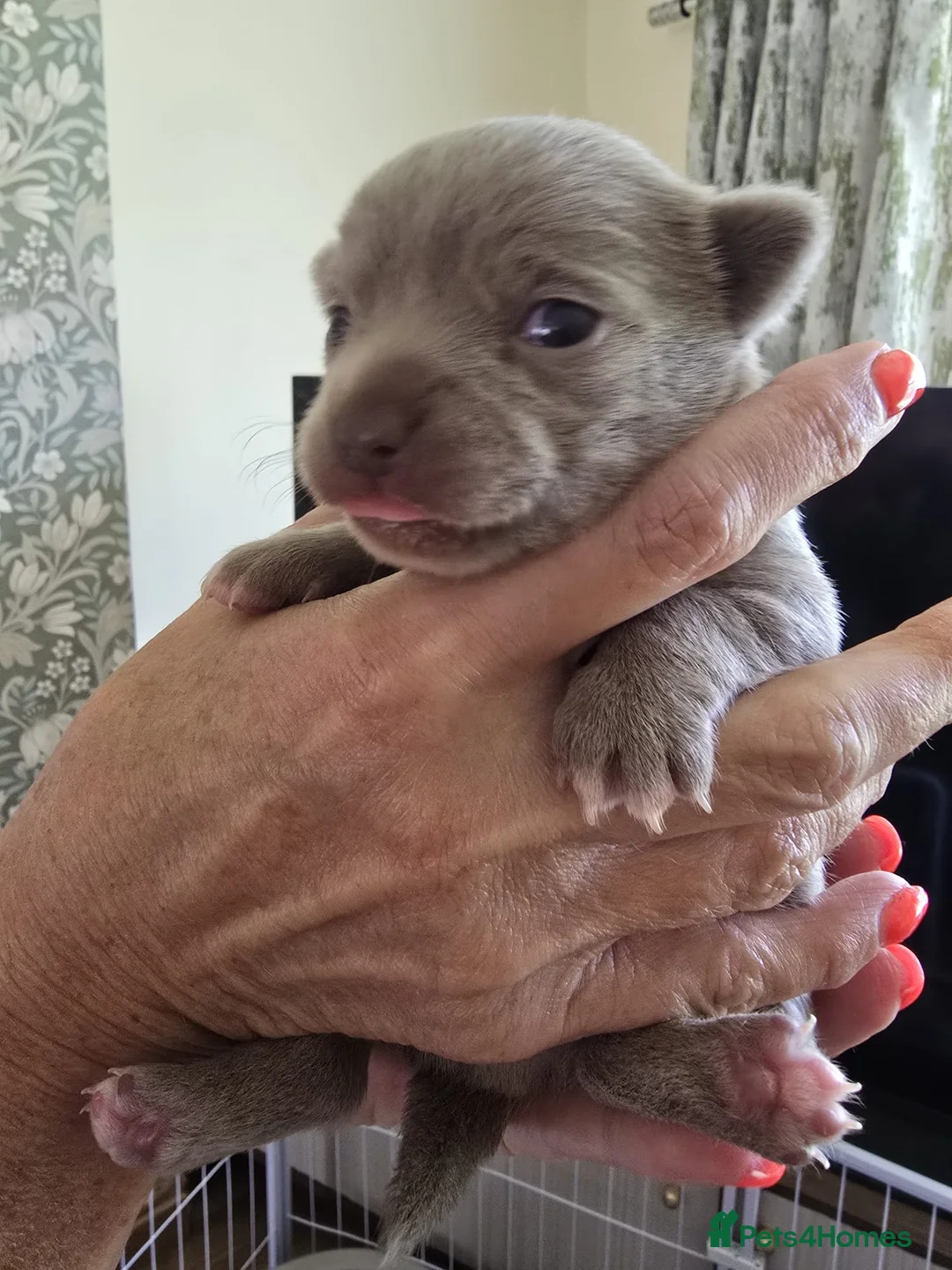 Chihuahua dogs for sale: Lilac Chihuahua Puppies  in Saint Helens - Advert 2