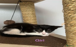 Bengal cats for sale: Kittens for sale - Image 9