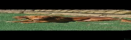 Miniature Dachshund dogs for sale: gorgeous miniature dachshund girls - Advert 15