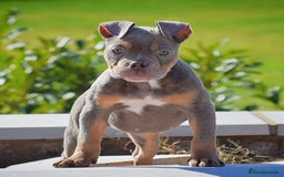 English Bulldog dogs for sale: 23 years experienced 5⭐️Rated Licensed,  - Image 2