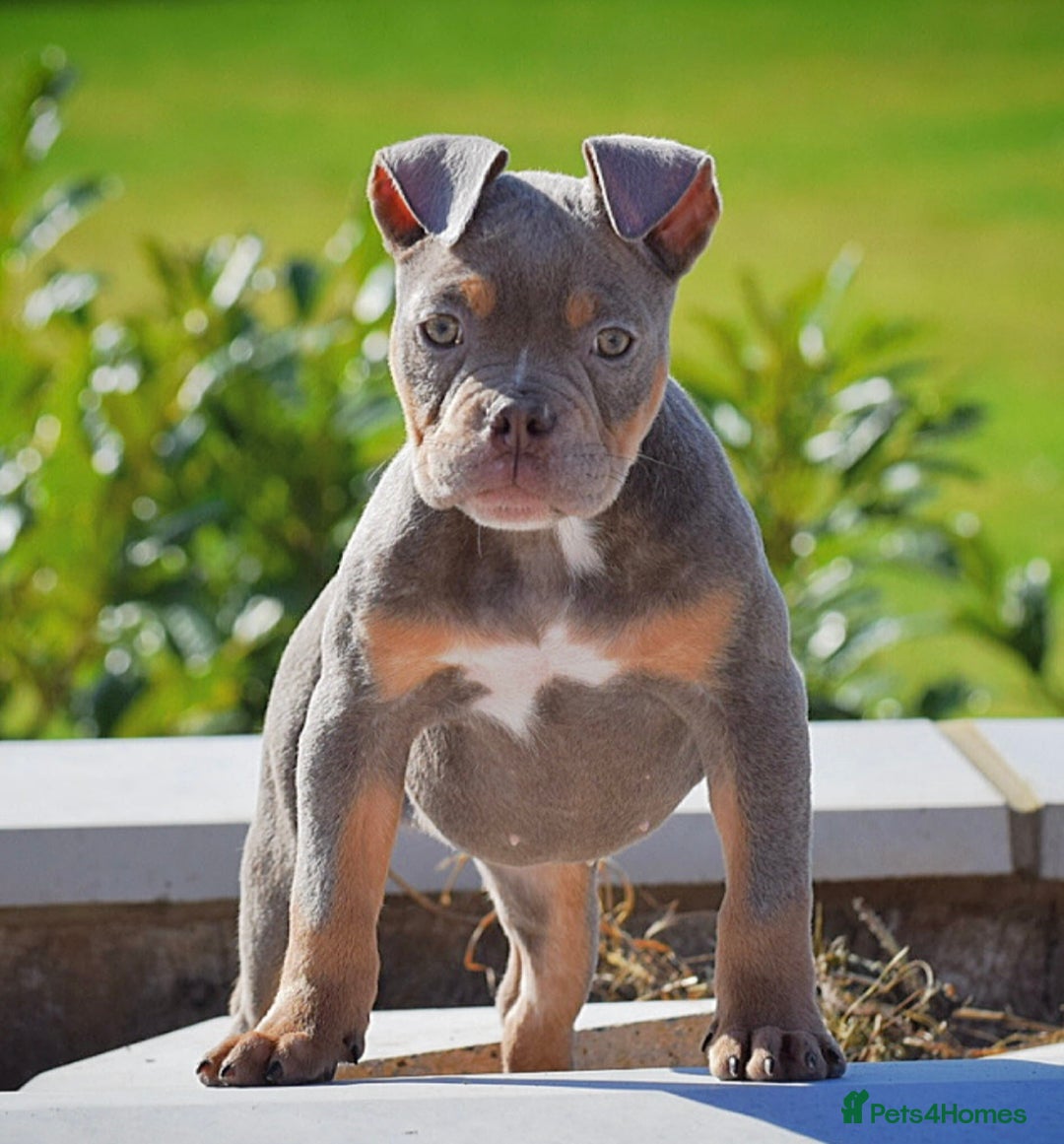 English Bulldog dogs for sale: 23 years experienced 5⭐️Rated Licensed,  - Image 2