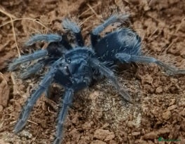 Tarantulas invertebrates Phormictopus purple slings - Advert 4