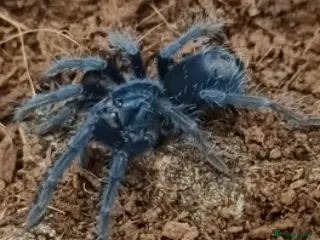 Tarantulas invertebrates Phormictopus purple slings - Advert 4