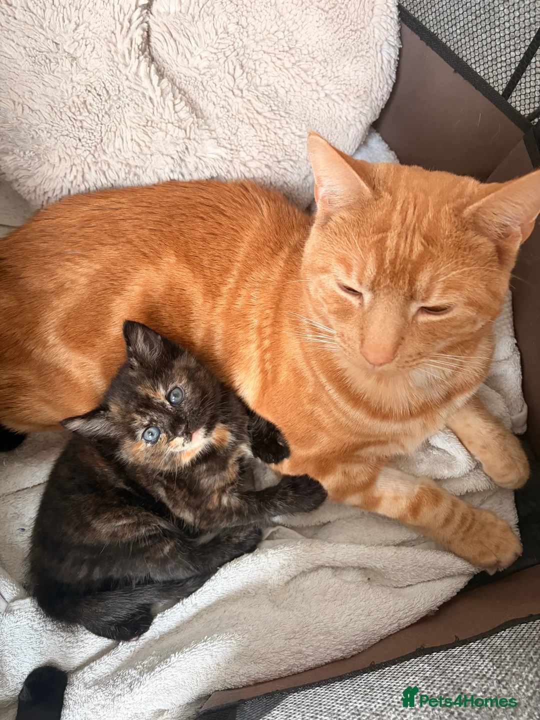 Mixed Breed cats for sale: Beautiful female tortoiseshell kittens  - Advert 3