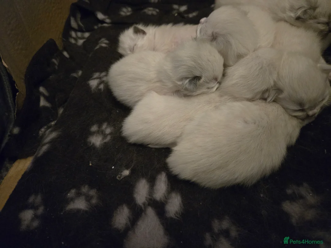 Ragdoll cats for sale: Seven gorgeous purebred ragdoll mitted kittens  - Advert 8