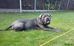 Cane Corso dogs for stud: BLUE CANE CORSO STUD  in Waltham Cross - Image 6