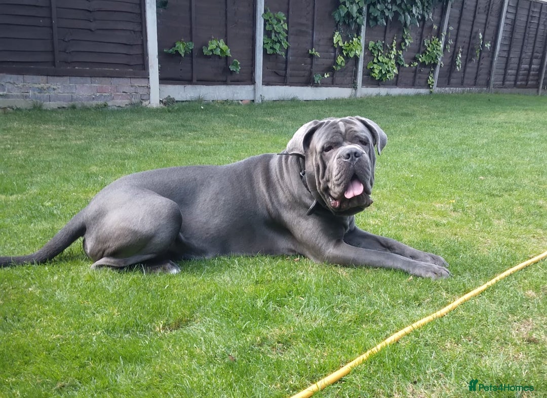 Cane Corso dogs for stud: BLUE CANE CORSO STUD  in Waltham Cross - Image 6