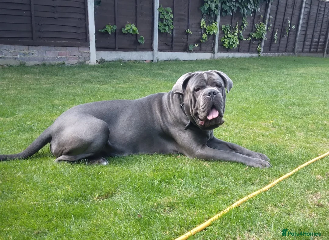 Cane Corso dogs for stud: BLUE CANE CORSO STUD  in Waltham Cross - Advert 6