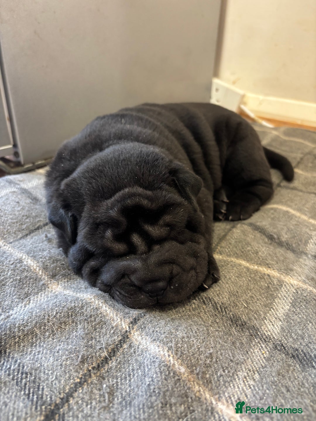 Shar Pei dogs for sale: Healthy Shar Pei puppies - Advert 11
