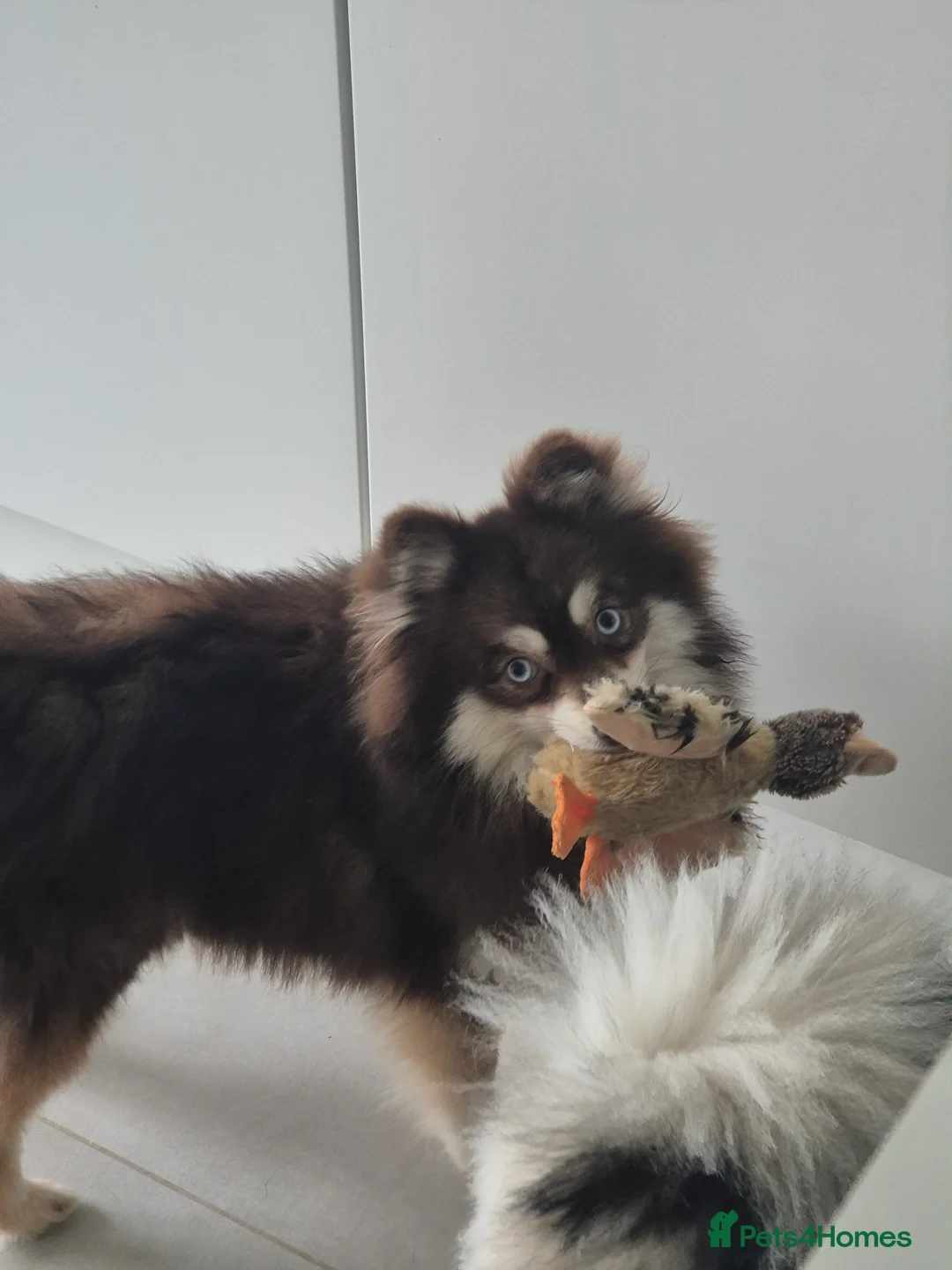 Pomsky dogs for sale: Toy pomsky female  - Advert 2