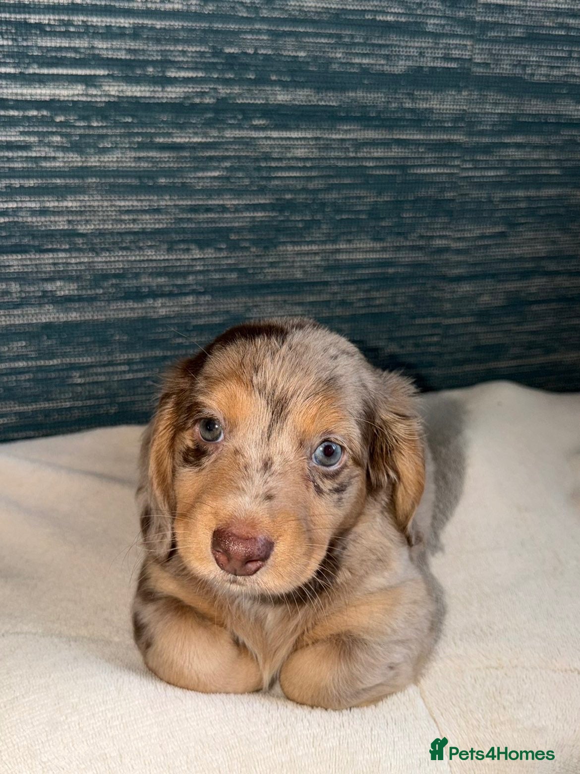 Miniature Dachshund dogs KC registered LONGHAIR MINIATURE DACHSHUNDS  - Advert 2