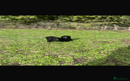 Cocker Spaniel dogs for sale: Working Cocker Spaniel Puppies - Image 2