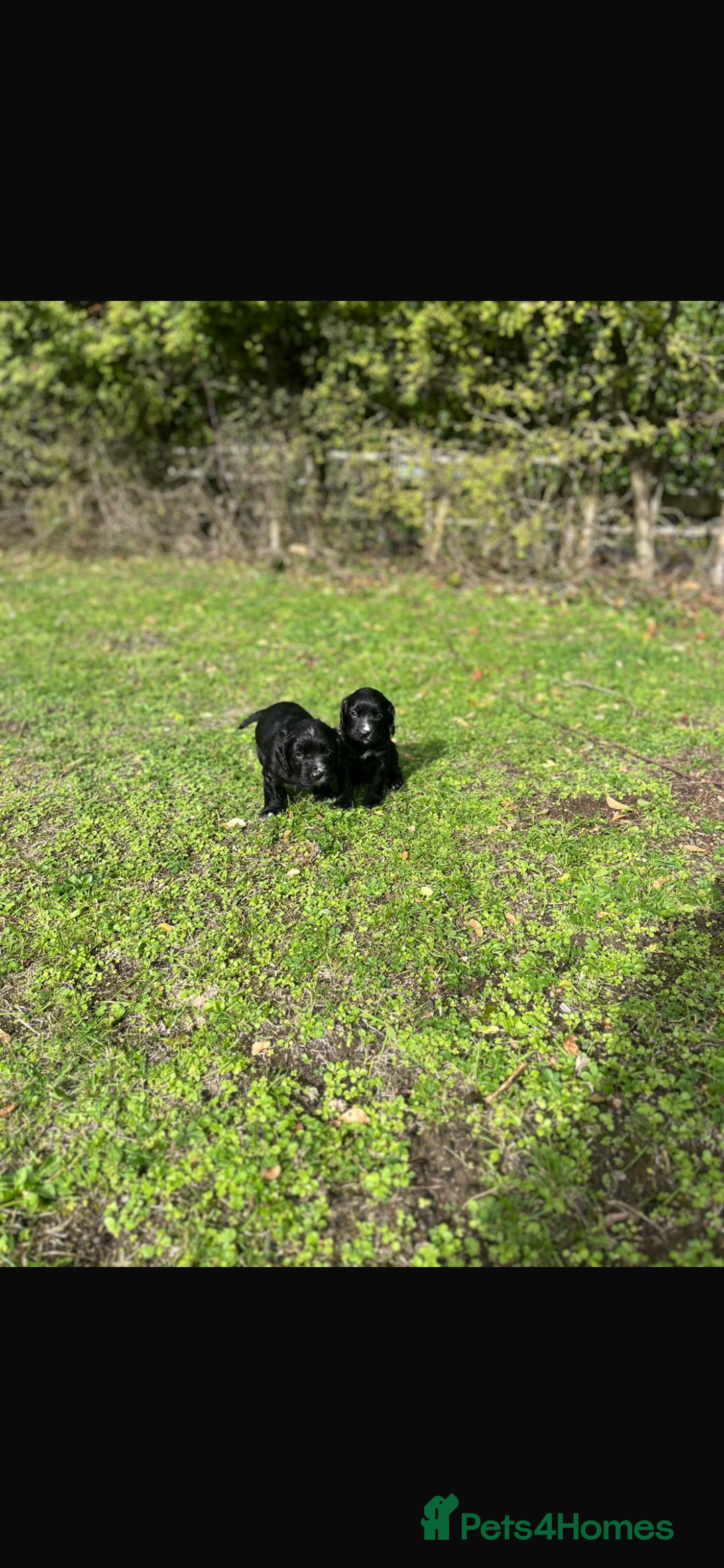 Cocker Spaniel dogs for sale: Working Cocker Spaniel Puppies - Image 2