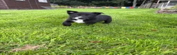 Border Collie dogs for sale: Border Collie Puppies💙 - Advert 5