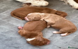 Cocker Spaniel dogs for sale: Cocker Spaniel Puppies  - Image 12