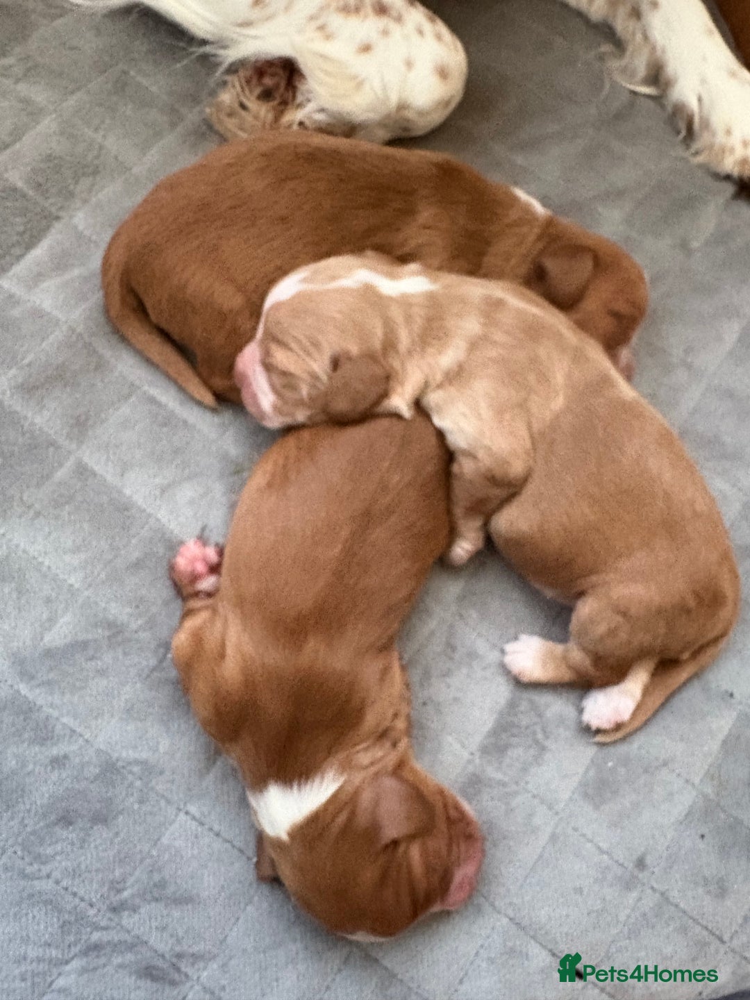 Cocker Spaniel dogs for sale: Cocker Spaniel Puppies  - Image 12