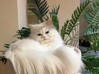 Ragdoll cats Ragdoll - Advert 1