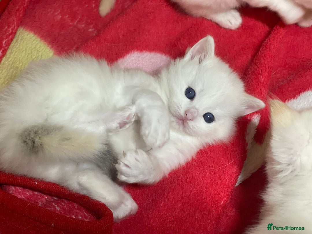 Ragdoll cats for sale: DoB:18/7/25& 14/11/25 Ragdoll Kittens Purebred - Advert 10