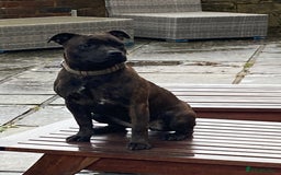 Staffordshire Bull Terrier dogs for sale: Beautiful kc reg.red brindle & white puppies - Image 16