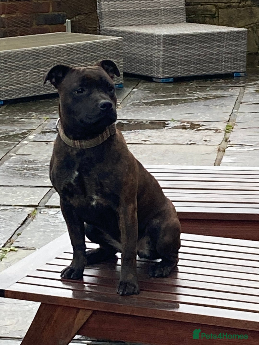 Staffordshire Bull Terrier dogs for sale: Beautiful kc reg.red brindle & white puppies - Image 16