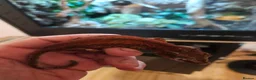 Gecko reptiles for sale:  Flame Gargoyle gecko  - Advert 2