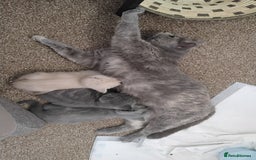 British Shorthair cats for sale: Beautiful BSH Kittens from the champion lines - Image 12