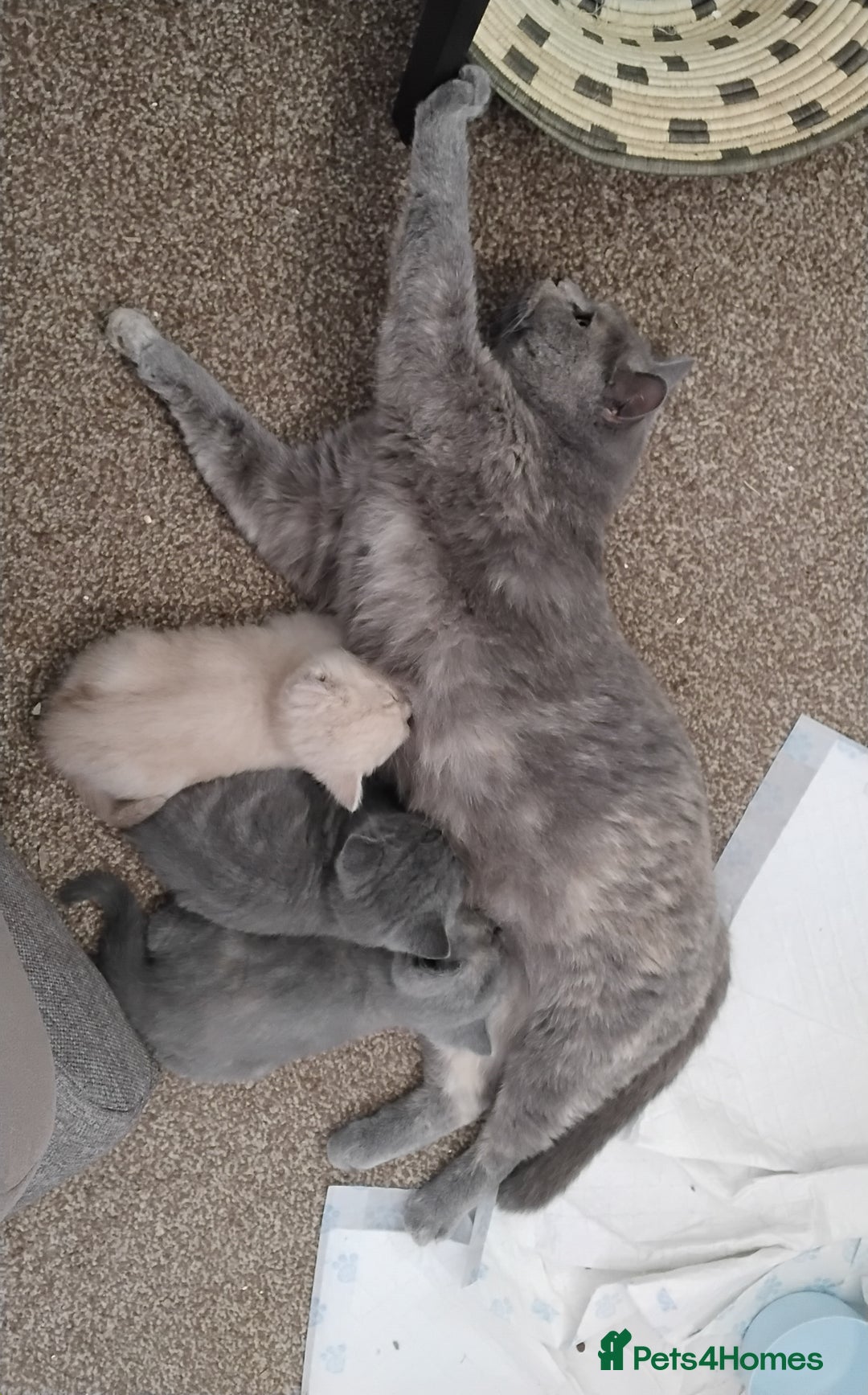 British Shorthair cats for sale: Beautiful BSH Kittens from the champion lines - Image 12