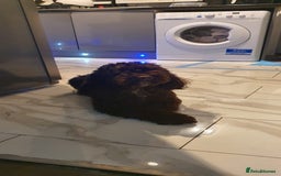Cockapoo dogs for sale: Cockapoo Puppies - Image 9