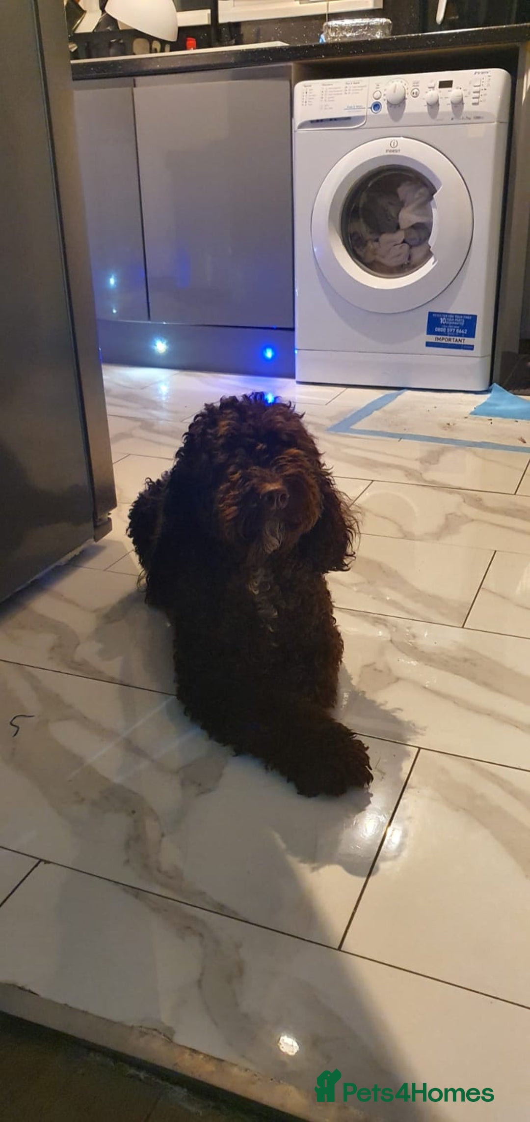 Cockapoo dogs for sale: Cockapoo Puppies - Image 9