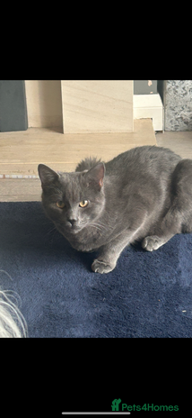 Domestic Shorthair cats in Manchester - Advert 1